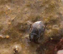 Ambrysus