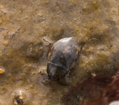 Ambrysus