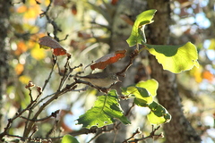 Vireo gilvus