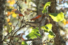 Vireo gilvus