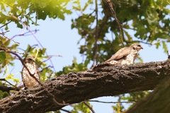 Accipiter brevipes