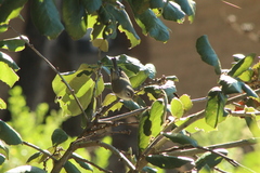 Vireo gilvus