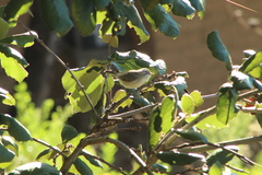 Vireo gilvus