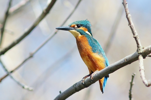 Martín pescador común (Alcedo atthis)