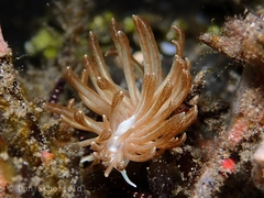 Phyllodesmium