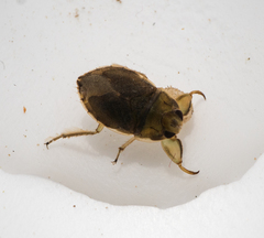 Ambrysus