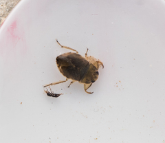 Ambrysus