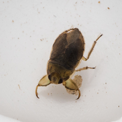 Ambrysus