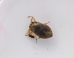 Ambrysus