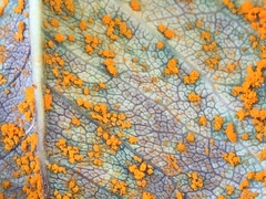 Phragmidium tuberculatum