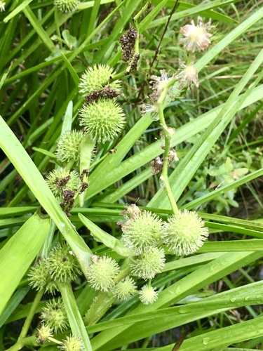 American bur-reed (Sparganium americanum)