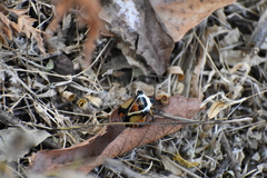 Ramosiana insignis