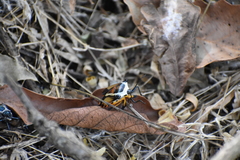 Ramosiana insignis