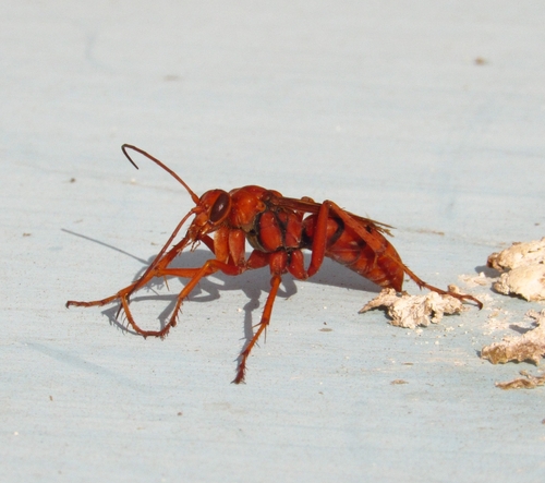 Tachypompilus mendozae