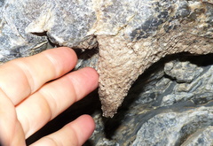 Athericidae