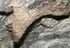 Athericidae