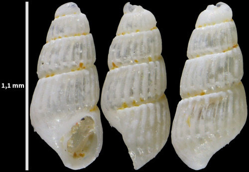 Parthenina interstincta