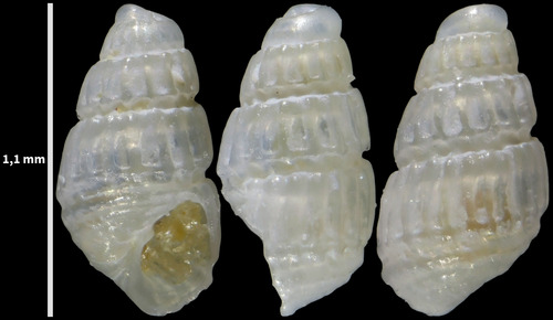 Spiralina spiralis