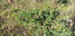 Frankenia salina
