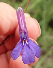Lobelia tomentosa