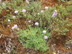 Pincushion Flower (Scabiosa columbaria)