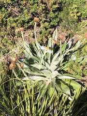 Celmisia semicordata