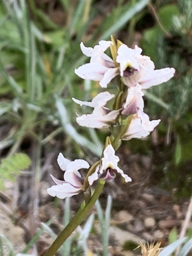 Prasophyllum suttonii, 2026-03-05