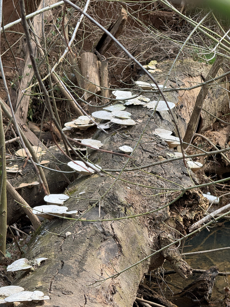 Trametes aesculi · March 2026 · photo: © richard176 (iNaturalist, cc0)