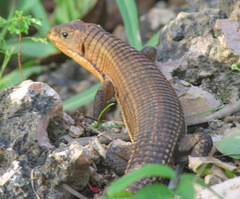 Broadleysaurus major