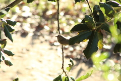 Vireo gilvus