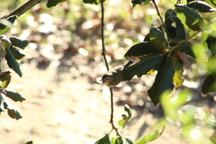 Vireo gilvus