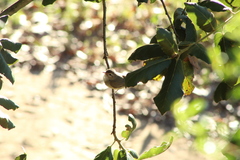 Vireo gilvus