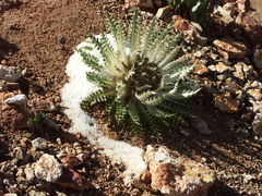 Cirsium tioganum
