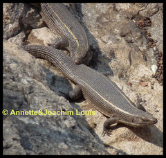Matobosaurus validus