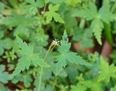 Hydrocotyle geraniifolia