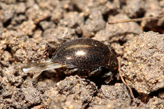 Lamprobyrrhulus nitidus