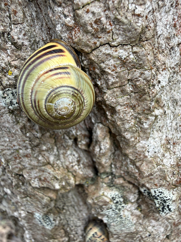 Cepaea nemoralis