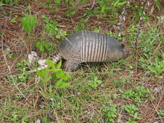 Dasypus novemcinctus