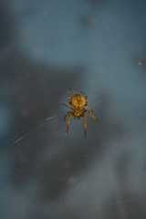 Araneidae