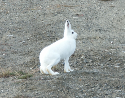 ホッキョクウサギ