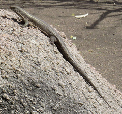 Matobosaurus validus