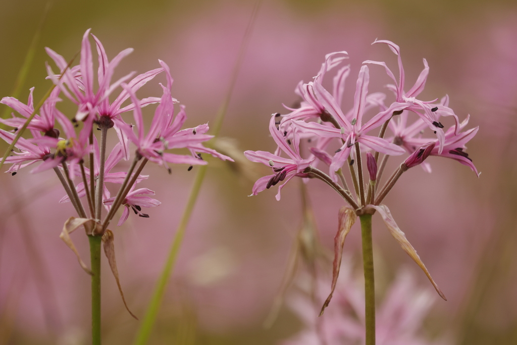 Nerine appendiculata, 6G34+V6, Underberg, 3257, South Africa