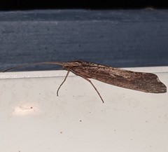 Glyphopsyche irrorata