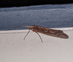 Glyphopsyche irrorata