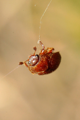 Epuraea aestiva