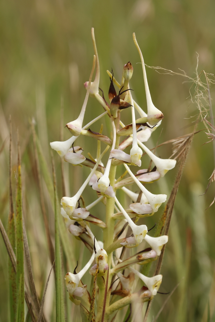 Disa cooperi