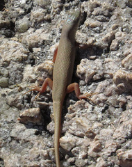 Trachylepis lacertiformis