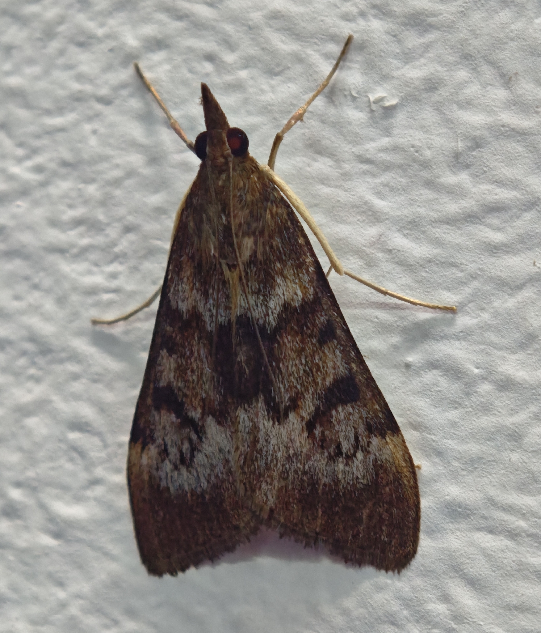 Uresiphita gilvata