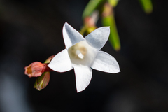 Prismatocarpus schlechteri