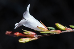Prismatocarpus schlechteri